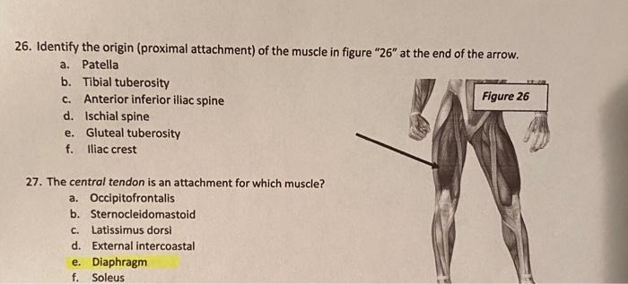 anterior inferior iliac spine muscle attachment