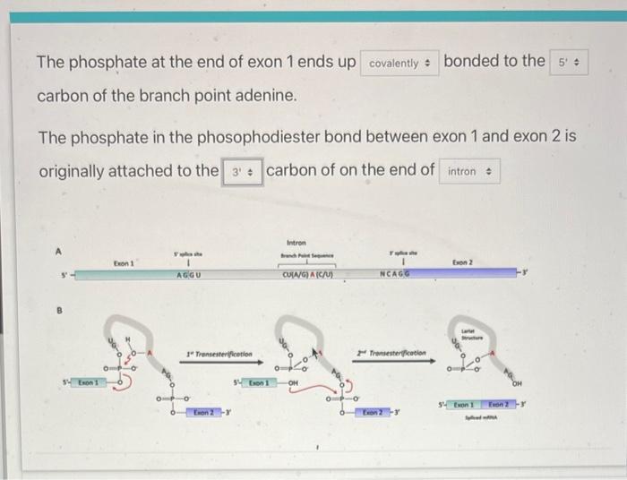 Solved The phosphate at the end of exon 1 ends up bonded to | Chegg.com