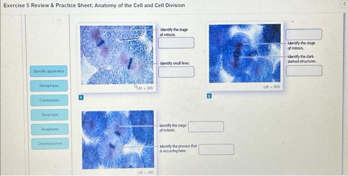 Solved Exercise 5 Review \&amp; Practice Sheet: Anatomy of the | Chegg.com
