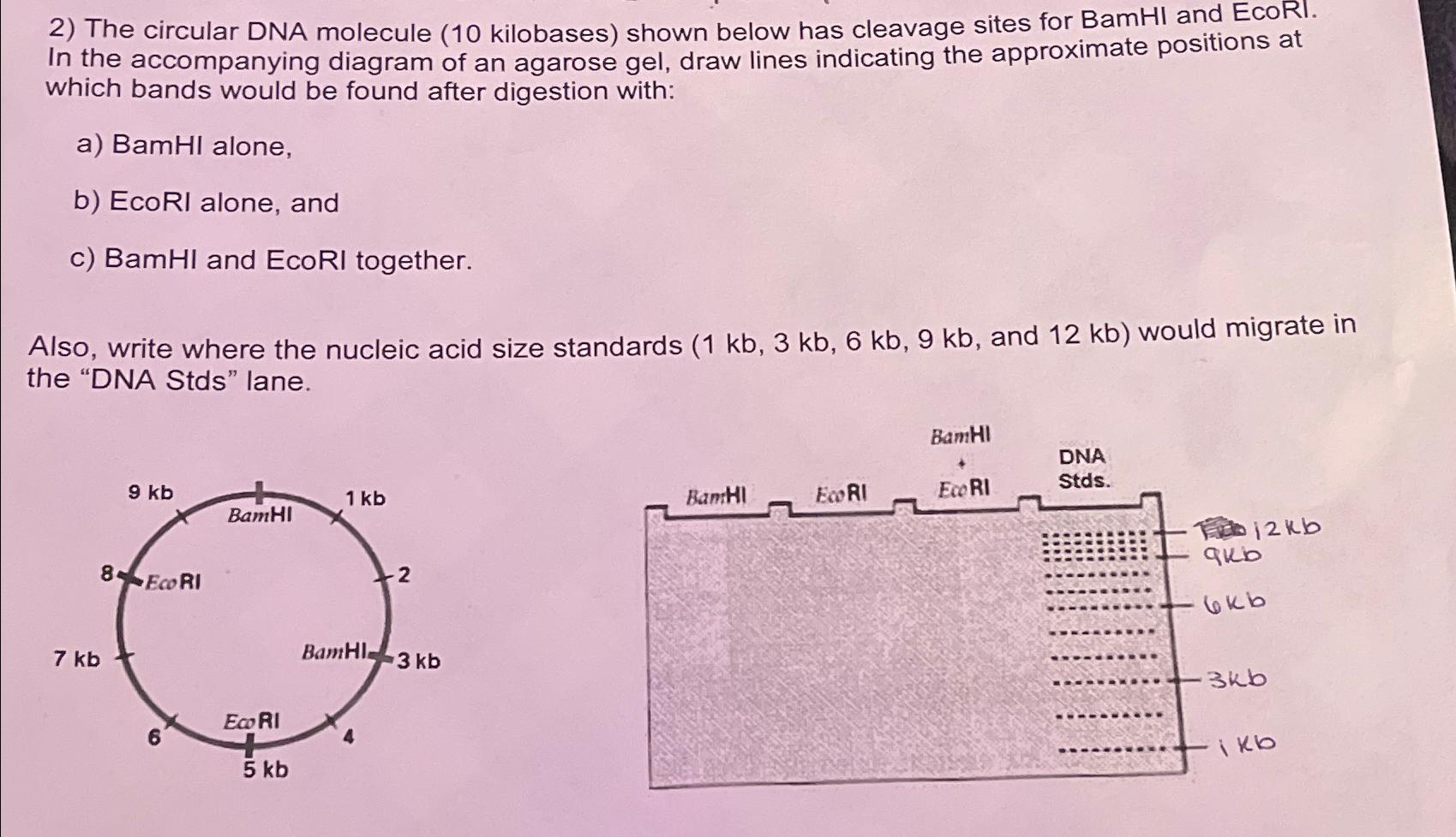 Solved The circular DNA molecule (10 ﻿kilobases) ﻿shown | Chegg.com