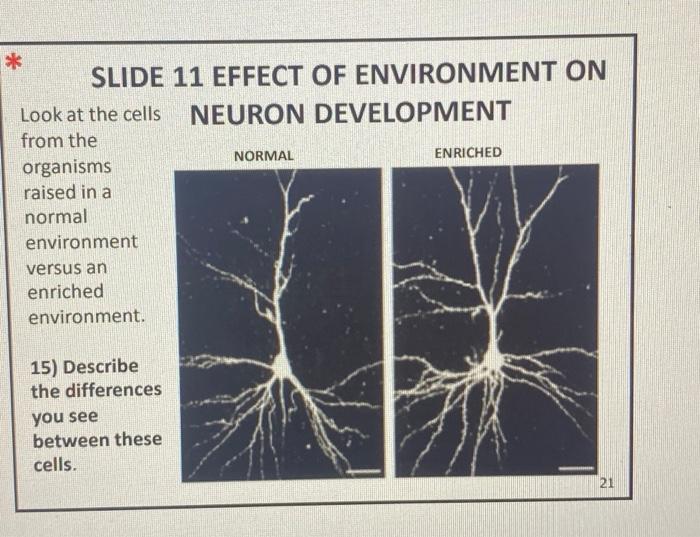 Solved * SLIDE 11 EFFECT OF ENVIRONMENT ON Look at the cells | Chegg.com