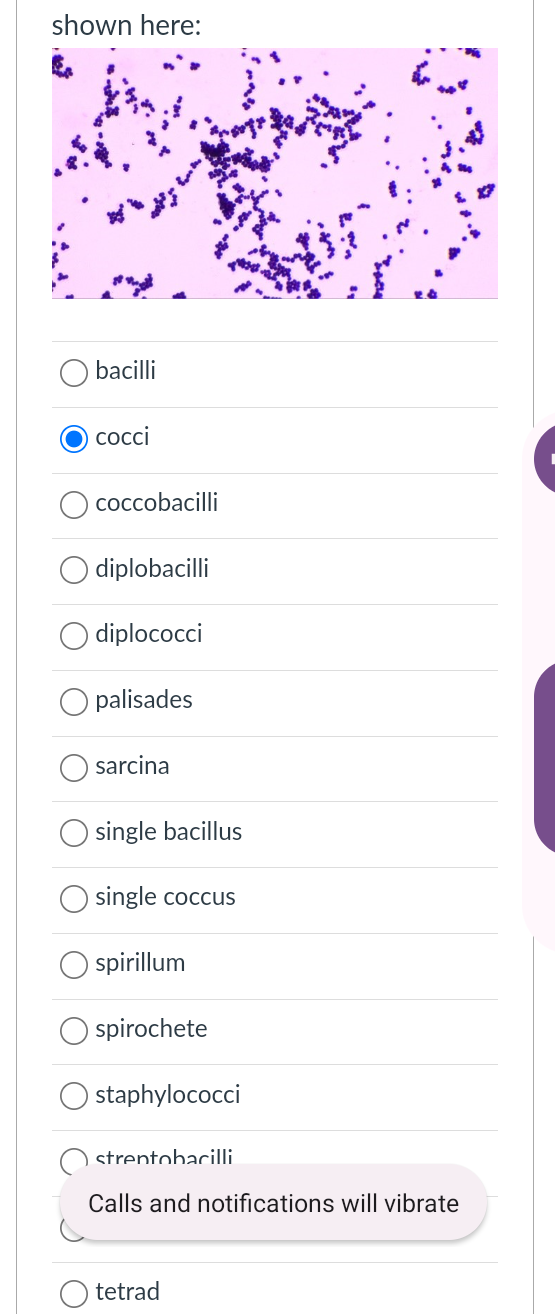 Solved shown here bacilli cocci coccobacilli diplobacilli