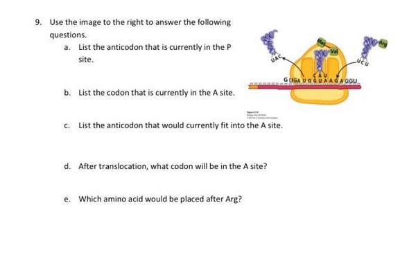 9. Use the image to the right to answer the following questions. a. List the anticodon that is currently in the P site. GUGA