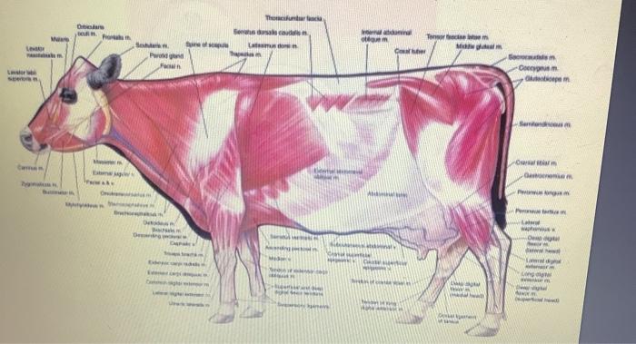 Solved Identify the muscles in the following cuts of | Chegg.com
