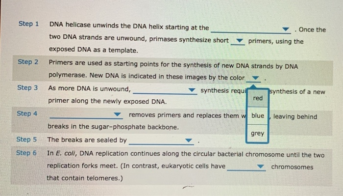 Solved Step 1 Step 2 Step 3 DNA helicase unwinds the DNA | Chegg.com