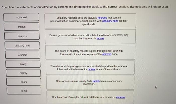 solved-complete-the-statements-about-olfaction-by-clicking-chegg