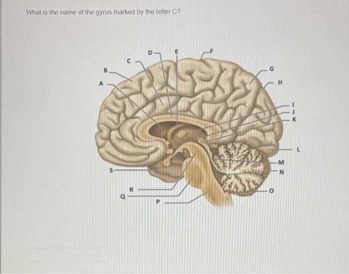 Solved What is the name of the gyrus marked by the letter C? | Chegg.com