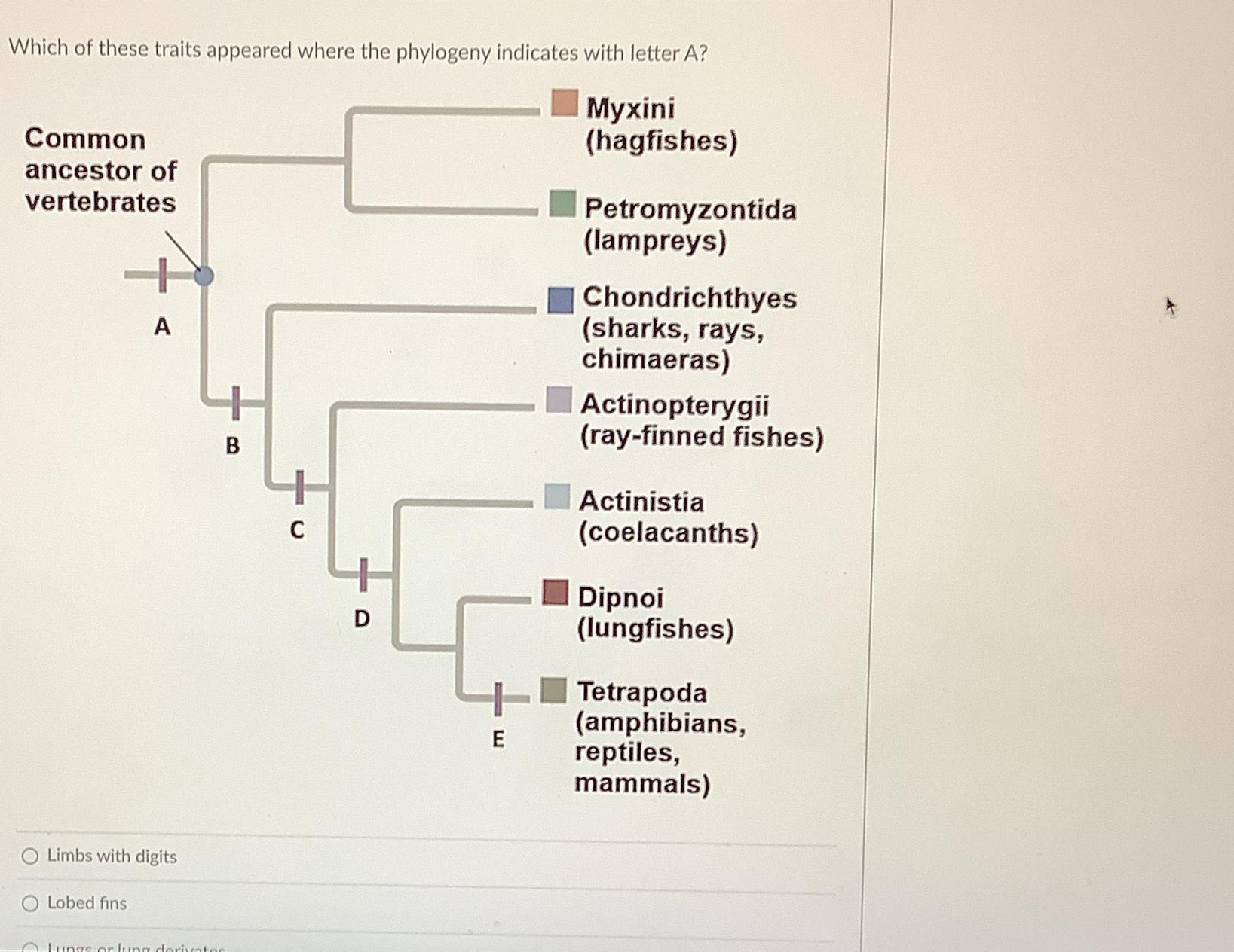 Solved Which Of These Traits Appeared Where The Phylogeny | Chegg.com