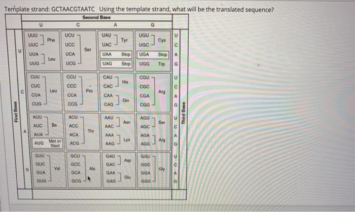 Solved Template strand: GCTAACGTAATC Using the template | Chegg.com