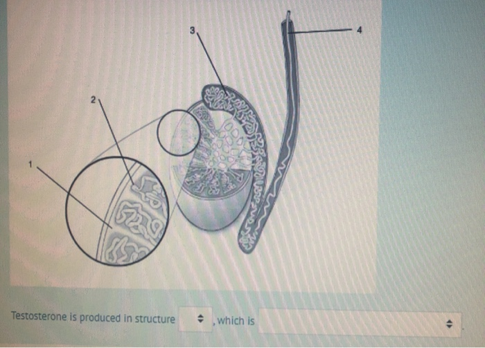 Testosterone Location Solved Testosterone is produced in structure 3 which is e | Chegg.com