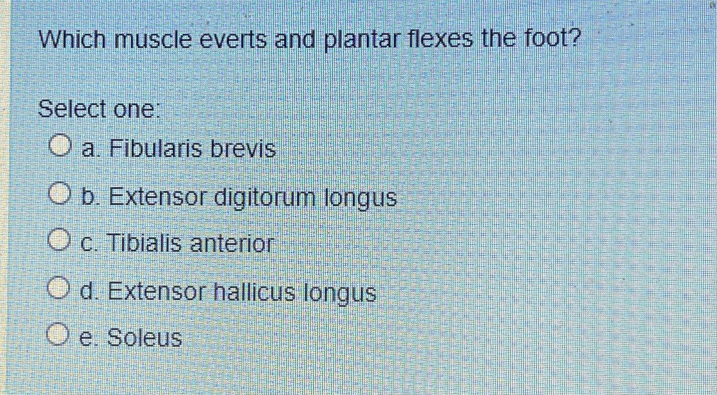 Solved Which muscle everts and plantar flexes the | Chegg.com