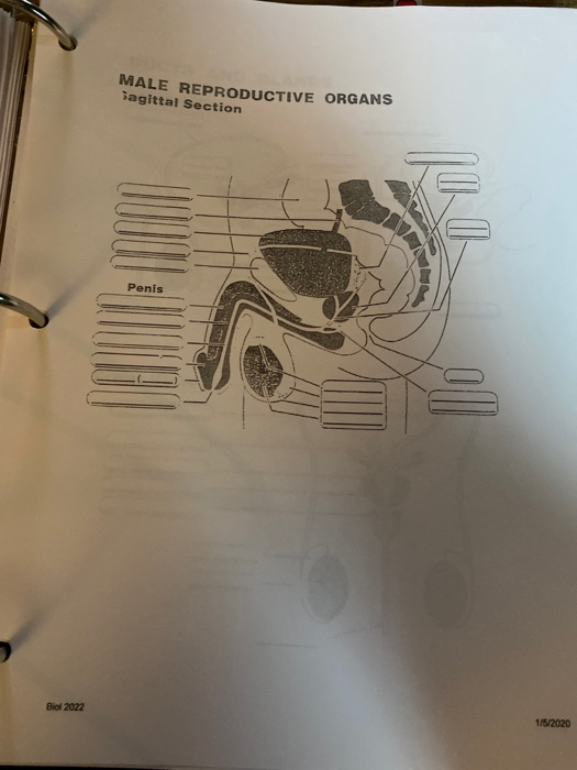 Solved Labeling Activity Male Reproductive System Sagittal Chegg Com My Xxx Hot Girl