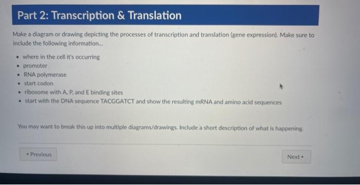 Make a diagram or drawing depicting the processes of transcription and translation (gene expression). Make sure to include th