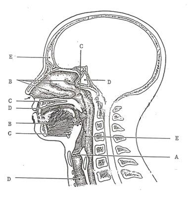 Solved Which letter is pointing towards the superior lobe? | Chegg.com