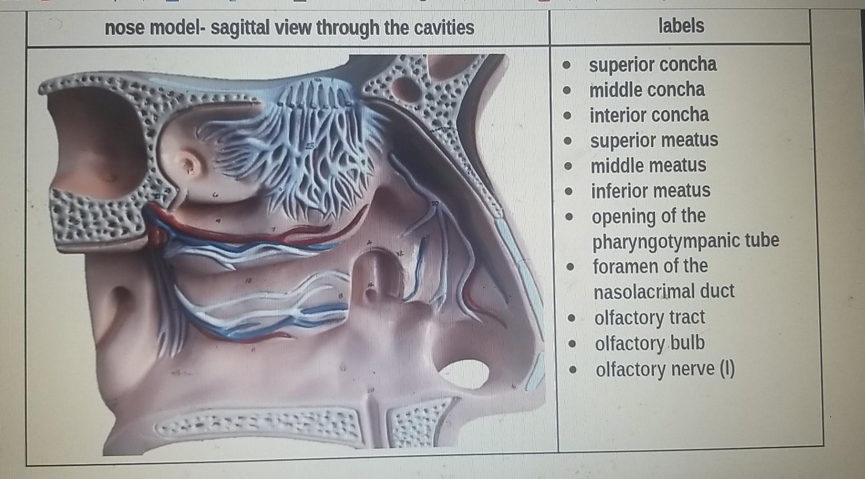 nasal cavity model labeled