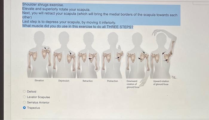 Solved Shoulder shrugs exercise. Elevate and superiorly | Chegg.com
