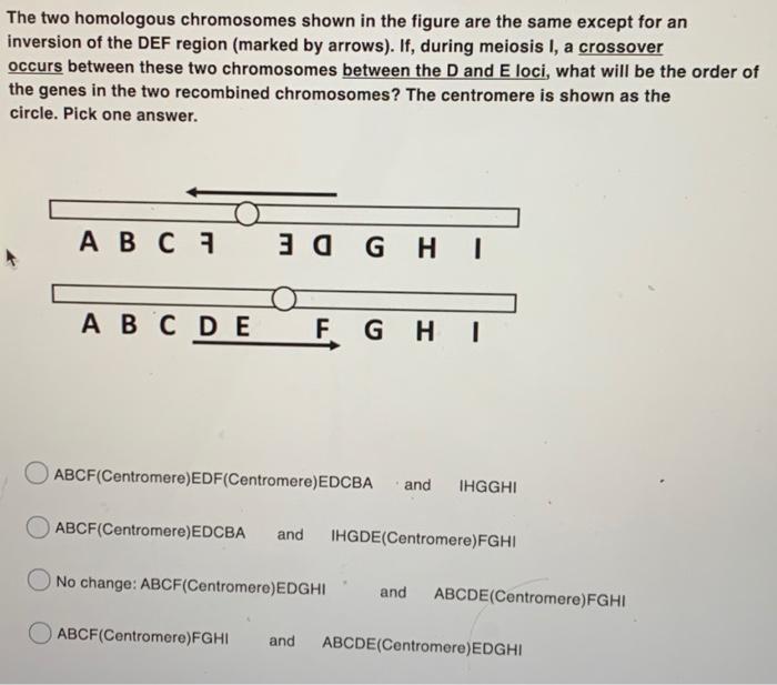Solved The two homologous chromosomes shown in the figure | Chegg.com