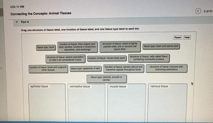 Solved Ch 11 Hw 2 Of 21 Connecting The Concepts Animal Chegg Com