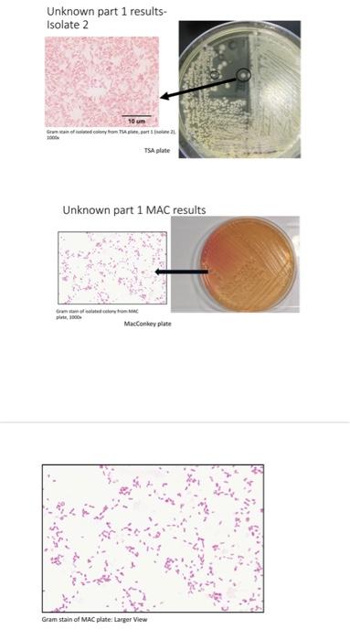Solved Day 1. A prepare a gram stain of broth unknown sample | Chegg.com