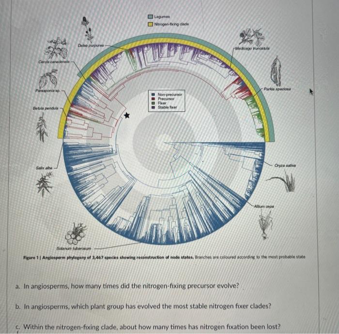 Solved Figure 1 | Angiosperm Phylogeny Of 3,467 Species | Chegg.com