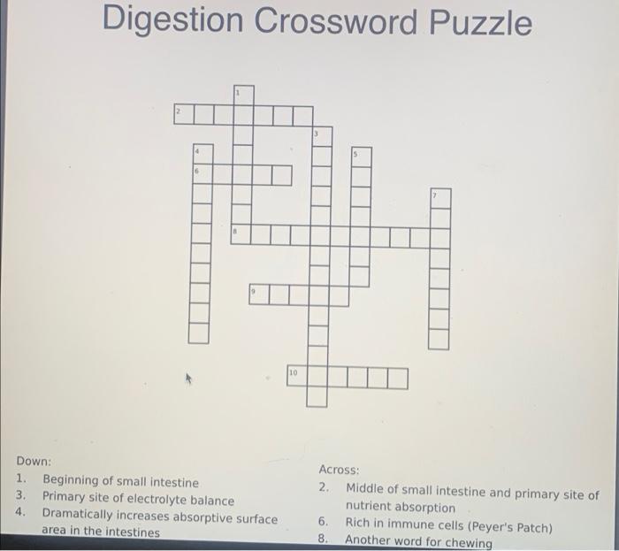 Solved Digestion Crossword Puzzle 6 10 Down 1. Beginning of
