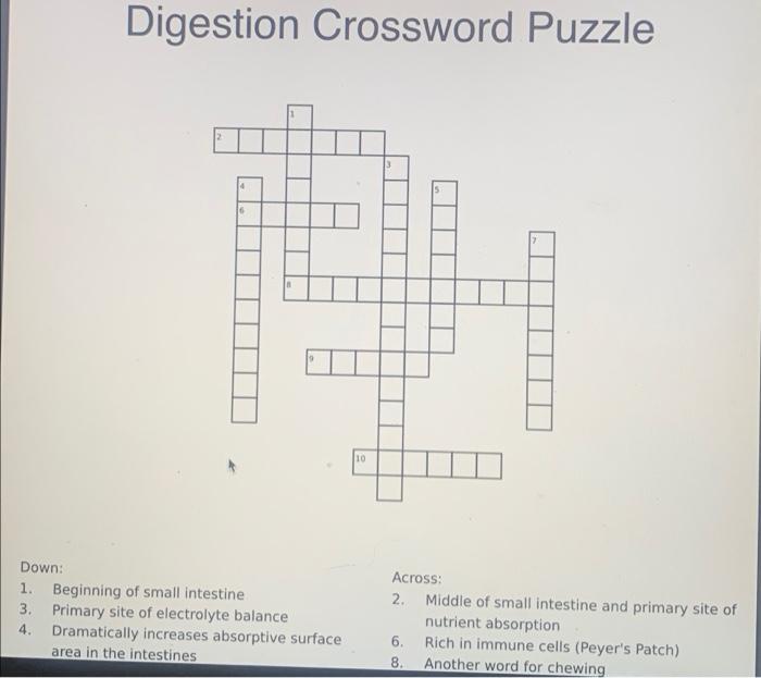 Solved Digestion Crossword Puzzle 6 10 Down: 1 Beginning of Chegg com