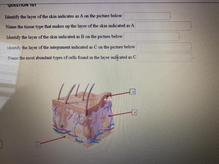 Solved QUESTION TUT Identify the layer of the skin indicates | Chegg.com