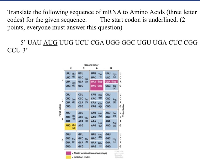 Solved Translate the following sequence of mRNA to Amino | Chegg.com