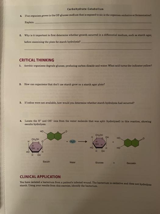 Laboratory Report Carbohydrate Catabolism Purpose Chegg 