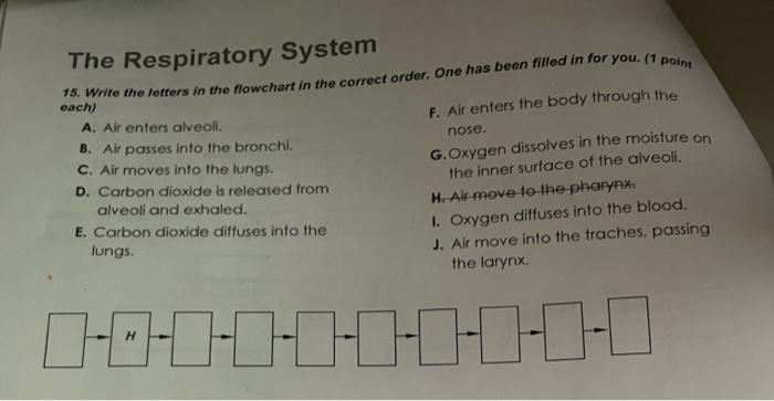 The Respiratory System 15. Write the letters in the | Chegg.com