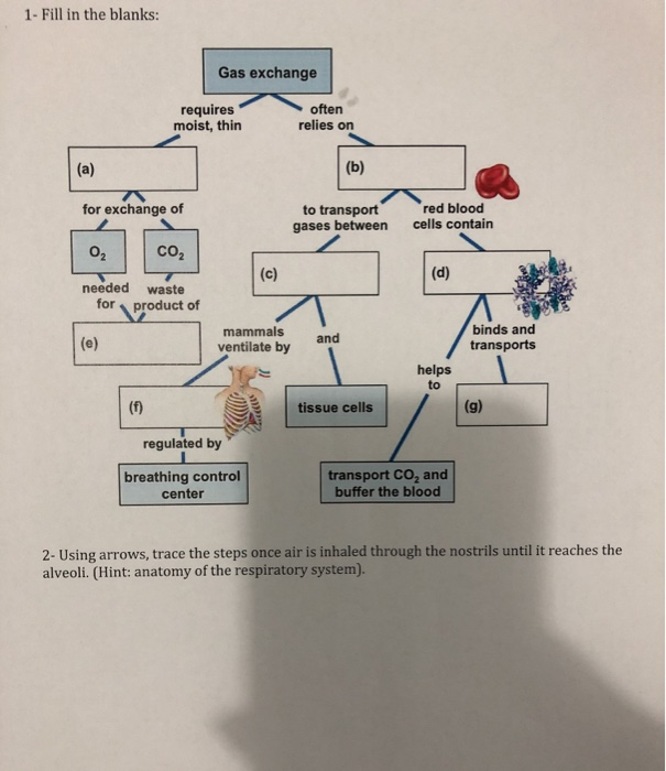 Solved 1- Fill In The Blanks: Gas Exchange Requires Moist, | Chegg.com