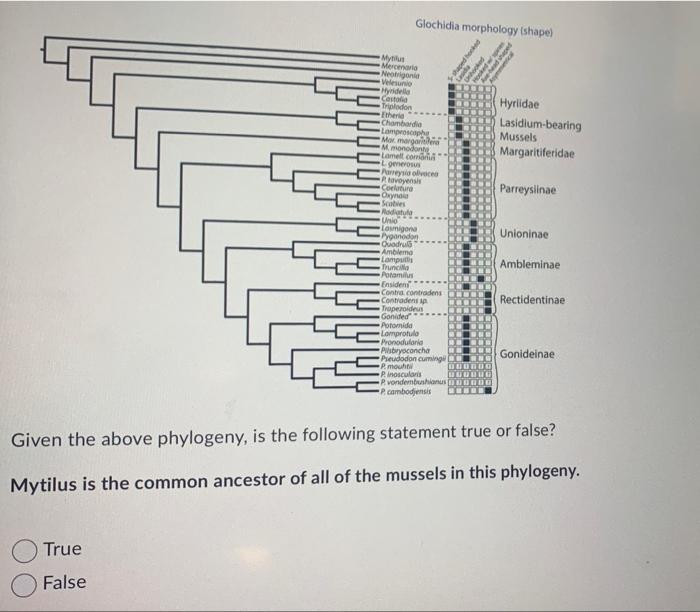 Solved Given The Above Phylogeny, Is The Following Statement | Chegg.com