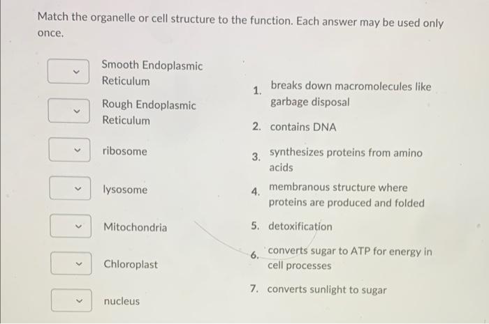 Solved Match the organelle or cell structure to the | Chegg.com