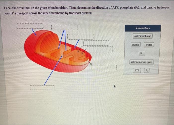 Solved Label the structures on the given mitochondrion. | Chegg.com