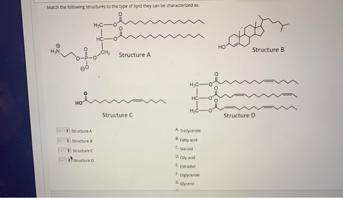 Solved Match the following structures to the type of lipid | Chegg.com