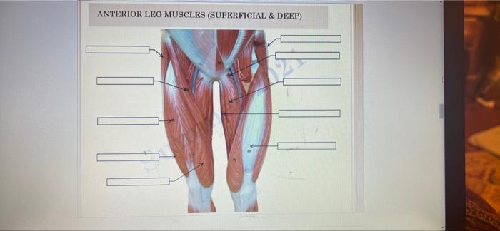 ANTERIOR LEG MUSCLES (SUPERFICIAL & DEEP) SLABYR