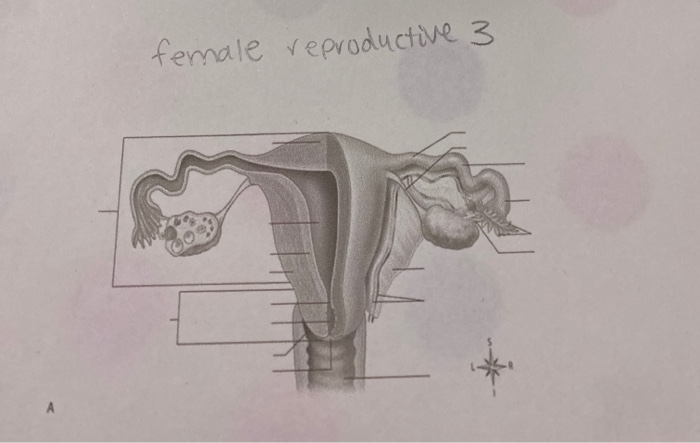 Solved Female Reproductive 3 | Chegg.com