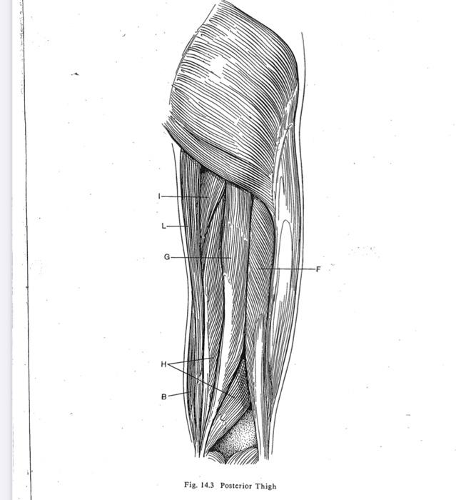 Solved Identify the muscle, its origin, insertion, action | Chegg.com