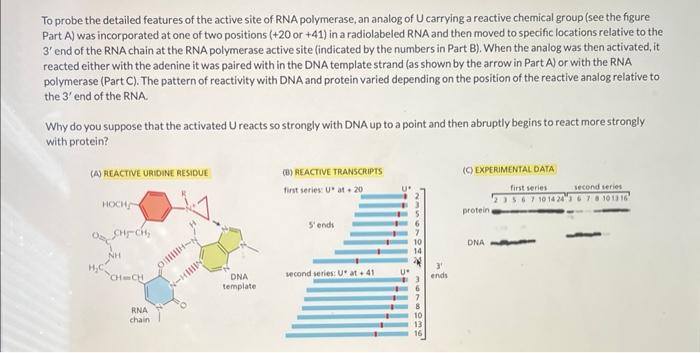 To probe the detailed features of the active site of RNA polymerase, an analog of U carrying a reactive chemical group (see t