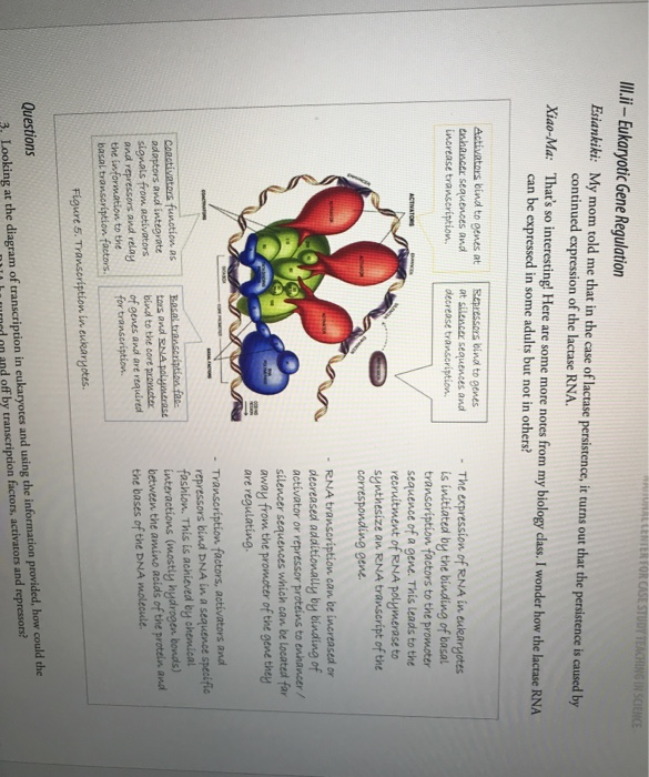 Part III Regulation of Lactase Gene Expression in