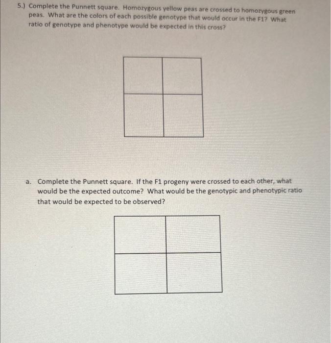Solved 5.) Complete the Punnett square. Homozygous yellow | Chegg.com