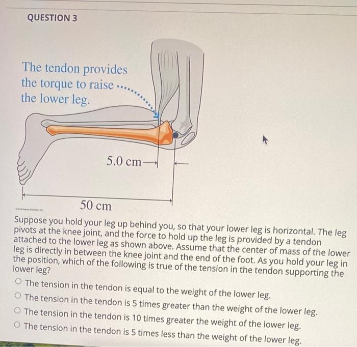 Solved QUESTION 3 The tendon provides the torque to raise | Chegg.com