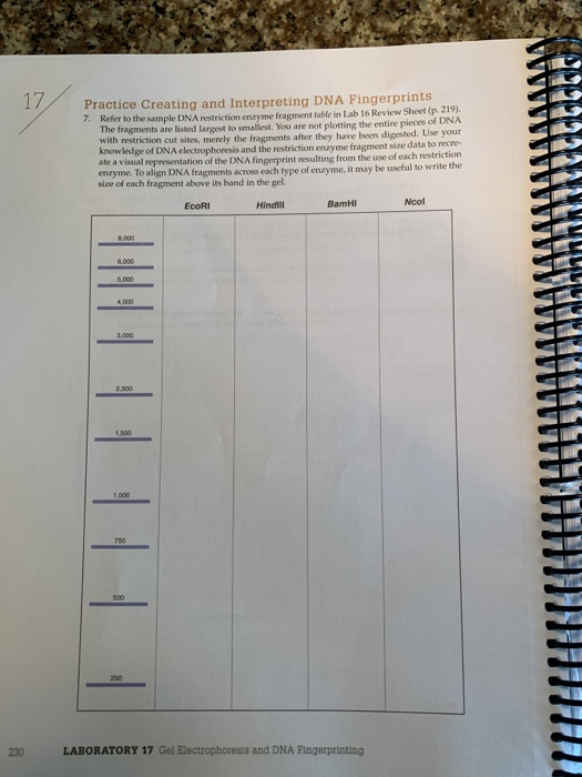 Gel Electrophoresis And Dna Fingerprinting Lab Worksheet Answers / Gel