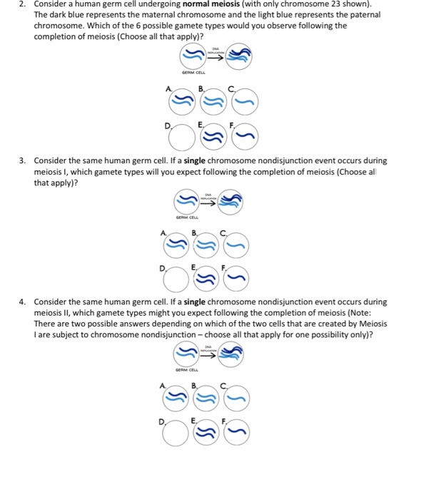 Bellwork: 12/3/15 Which of the following describe meiosis