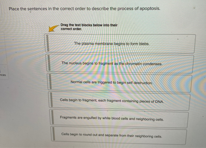 Solved Place the sentences in the correct order to describe | Chegg.com