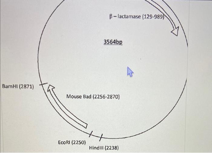 Solved Hind III (409)In you practical you will be performing | Chegg.com