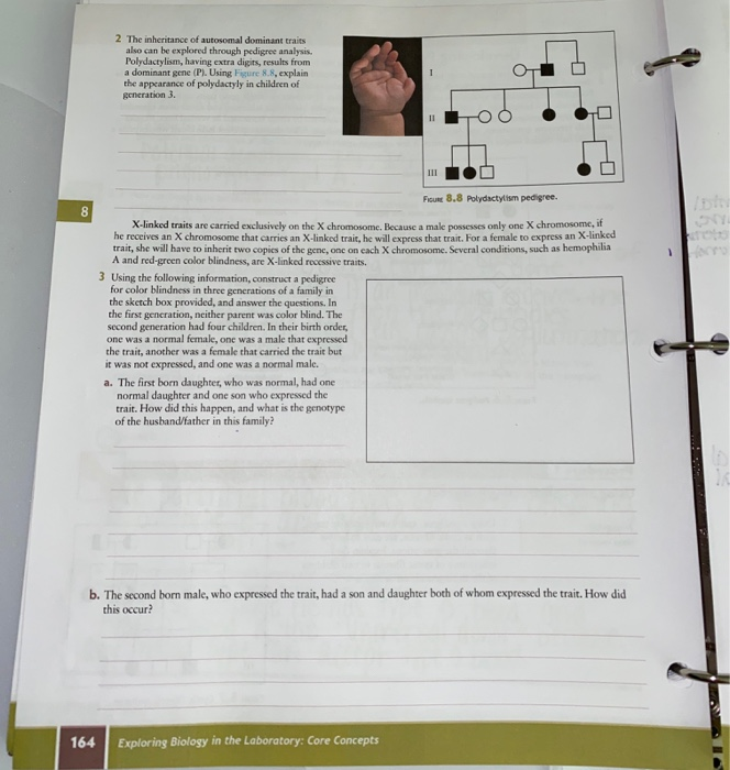Solved 2 The inheritance of autosomal dominant traits also | Chegg.com