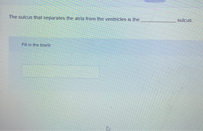 Solved The sulcus that separates the atria from the | Chegg.com