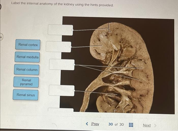 Label the internal anatomy of the kidney using the hints provided.