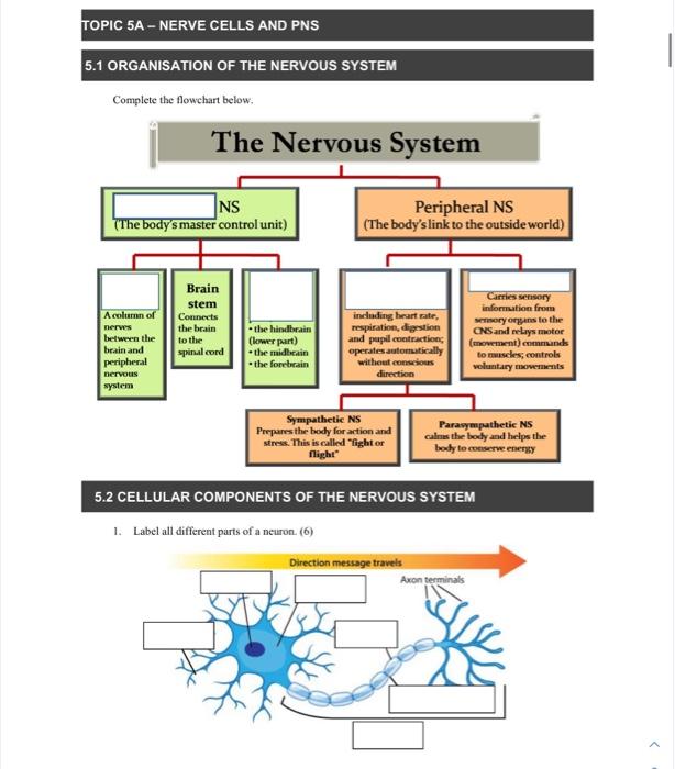 nerve cells information